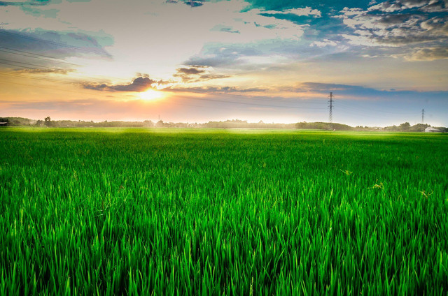Angkringan View Sawah di Jogja. Foto hanya ilustrasi, bukan tempat sebenarnya. Sumber: Pixabay