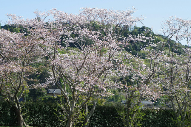 Bukit Sakura Kemiling. Foto hanya ilustrasi, bukan tempat sebenarnya. Sumber: Unsplash/Naoki Suzuki