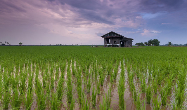 Tempat ngopi view sawah Bali. Foto hanya ilustrasi bukan tempat sebenarnya. Sumber: Pixabay/Pexels.