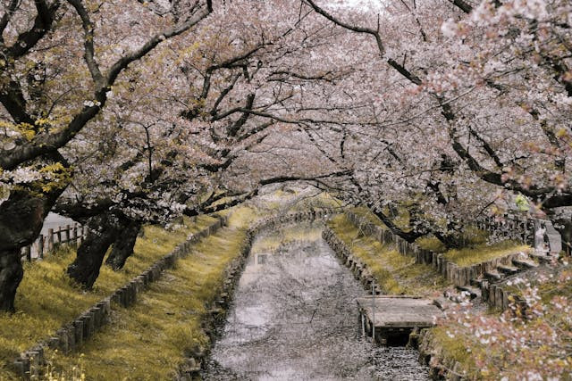 Musim Semi di Jepang. Foto ilustrasi, sumber : https://www.pexels.com/Evgeny Tchebotarev