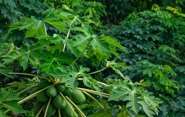 Ilustrasi cara merebus daun pepaya agar tidak pahit dan empuk, foto: unsplash/Francis Tokede