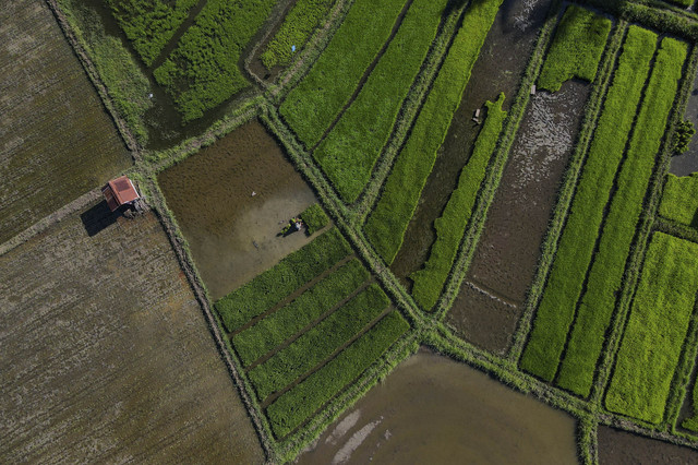 Foto udara petani menanam padi sawah di Aceh, Senin (19/5/2025). Foto: Chaideer Mahyuddin/AFP