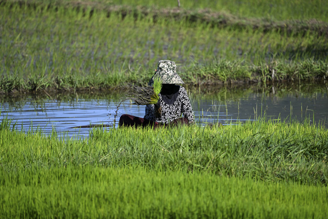 Petani menanam padi di Aceh, Senin (19/5/2025). Foto: Chaideer Mahyuddin/AFP