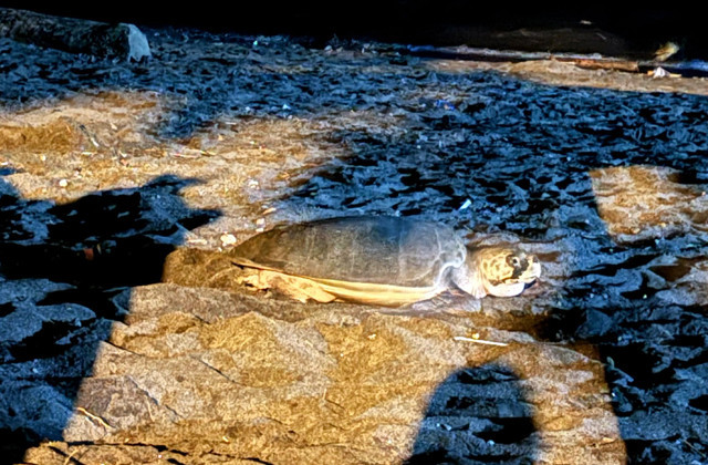 Penyu bertelur di Pantai Karangria Manado yang akan direklamasi. (foto: dokumentasi warga)