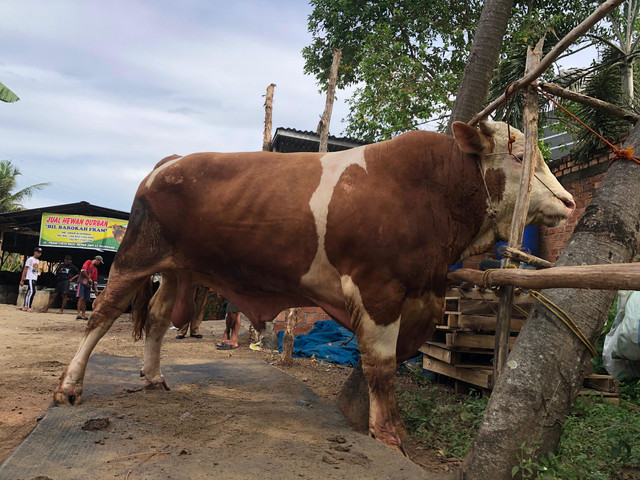 Sapi bernama Blembo milik Presiden Prabowo yang akan dikurbankan di Palembang. Foto : Abdullah Toriq/Urban Id