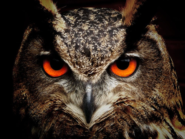 Ilustrasi Mitos Burung Hantu di Atap Rumah. Pexels/Pixabay