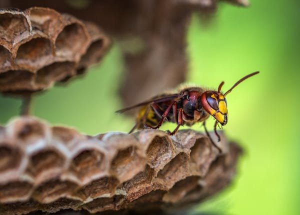 Ilustrasi Mitos Sarang Tawon di Atap Rumah, Foto: Pexels/David Hablützel
