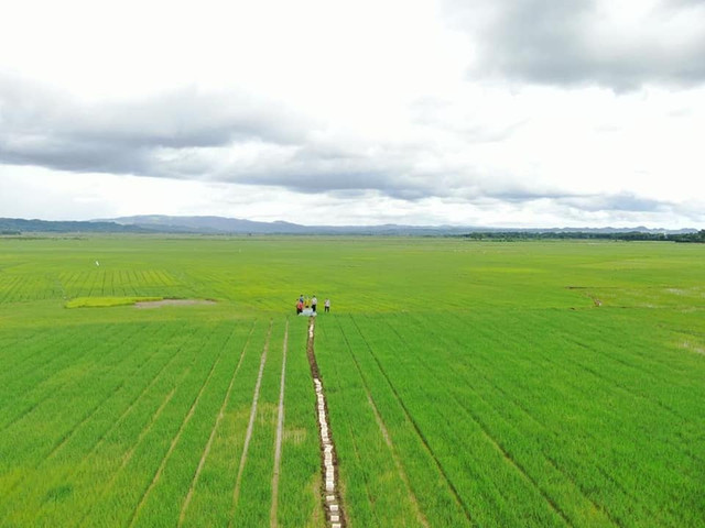 Petani semangat bertanam karena keberpihakan pemerintah ke sektor pangan (Foto: Dokpri)