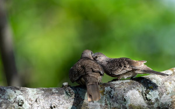 Ilustrasi Ciri Perkutut Banyu Mili, Foto: Pexels/José Ulate