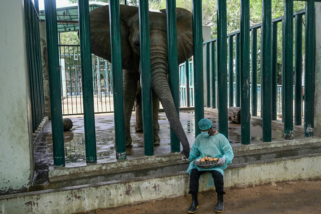Ali Baloch, seorang pawang, sedang memberi makan obat kepada Malika, seekor gajah yang didiagnosis menderita TBC, di Taman Safari di Karachi, Pakistan. Foto: Rizwan TABASSUM / AFP