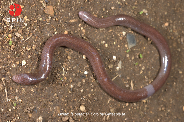 Kadal buta dari Buton yang diberi nama Dibamus oetamai. Foto: BRIN/Gilliespie