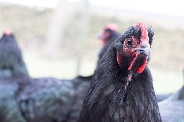 Ilustrasi Mitos Ayam Cemani, Foto: Pexels/Berend de Kort