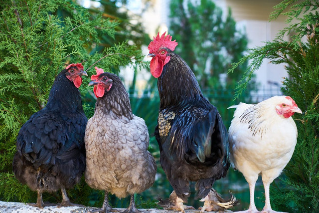 Ilustrasi mitos pelihara ayam cemani. Pexels/Engin Akyurt
