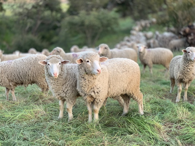 ilustrasi perbedaan domba dan kambing. sumber: unsplash/tanner yould