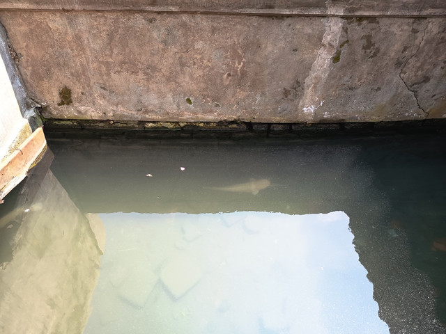 Lele putih di Sendang Seliran Penjaga Makam Raja-raja Mataram Kotagede, sumber: dokumentasi pribadi