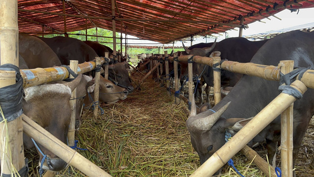 Pedagang sapi kurban di lahan BMKG, Pondok Betung, Tangerang Selatan, Banten, Minggu (25/5/2025). Foto: Rayyan Farhansyah/kumparan