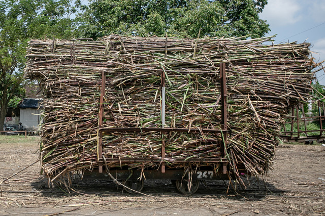 Tumpukan tebu diatas lori sebelum dilakukan penimbangan di Pabrik Gula (PG) Mojo. Foto: Mohammad Ayudha/ANTARA FOTO