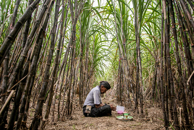 Tokoh adat berdoa di kebun tebu sebelum tradisi Petik Tebu Temanten di Desa Banaran, Sambung Macan, Sragen. Foto: Mohammad Ayudha/ANTARA FOTO