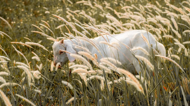 Ilustrasi Usia Kambing untuk Kurban     Sumber Unsplash/James Tiono