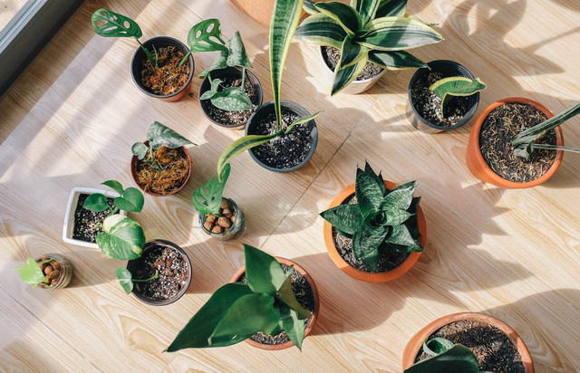 Ilustrasi Tanaman Lidah Mertua Menurut Feng Shui dan Manfaatnya, Foto: Pexels/Huy Phan