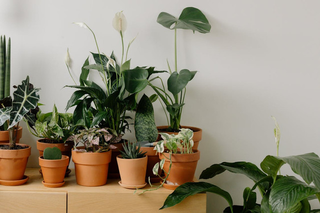 Ilustrasi Tanaman Pembawa Keberuntungan Menurut Feng Shui yang Wajib Dimiliki, Foto: Pexels/cottonbro studio