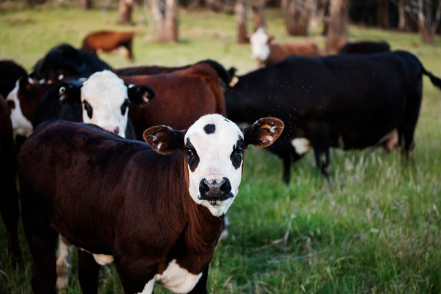 Kisaran harga sapi, kambing, dan domba kurban 2025 di Jabodetabek. Foto hanya ilustrasi, bukan yang sebenarnya. Sumber: Pexels/Kat Smith 