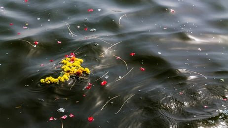 Bunga di Sungai Gangga. Sumber: https://www.shutterstock.com/image-photo/pollution-ganges-varanasi-largest-river-india-1403188001