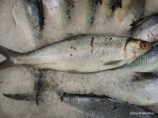 Ikan Bandeng sebagai penganan utama pada Hari Raya Imlek