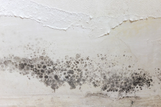 Ilustrasi Jamur Dalam Ruangan (Black Mold). Foto: Shutterstock