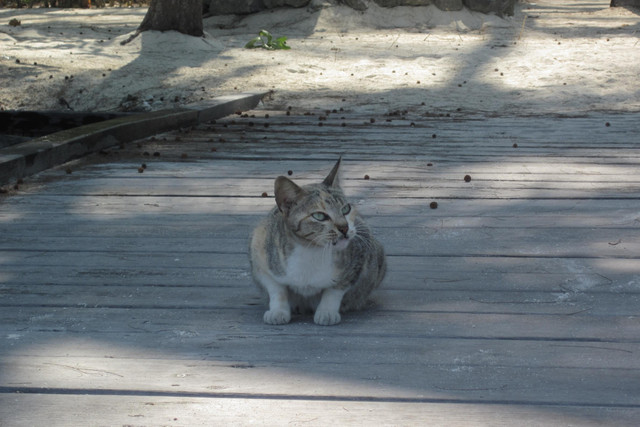 Ilustrasi Pulau Kucing. Foto: Shutterstock