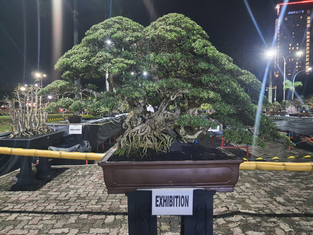 Pohin Bonsai Sancang seharga 3 Miliar ke atas/Anyelir. 
