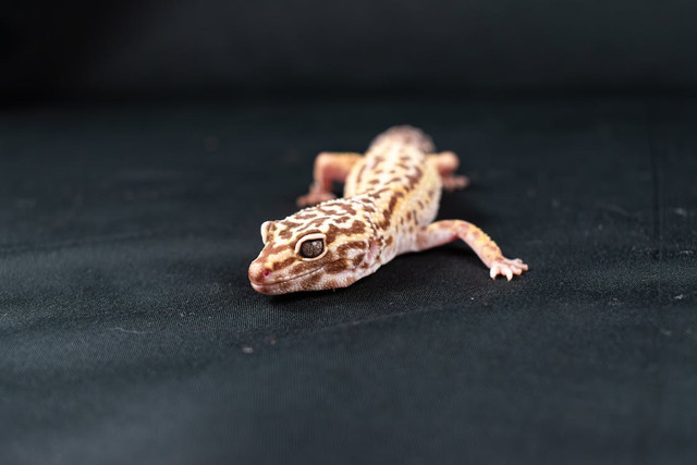 Ilustrasi Mitos Cicak Terjepit Pintu. Pexels/Nikolett Emmert