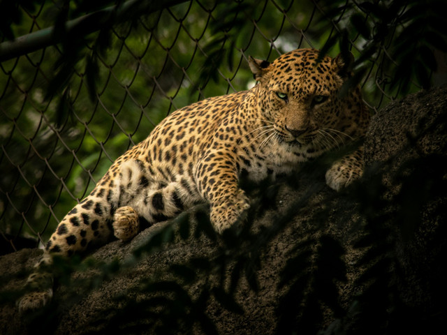 Lombok Wildlife Park. Foto hanya sebagai ilustrasi, bukan tempat sebenarnya. Sumber foto: Unsplash-Harshit Suryawanshi