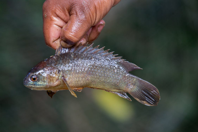 Ilustrasi Mitos tentang Ikan Betok. Foto: Pexels/ Mahmudul Hasan.