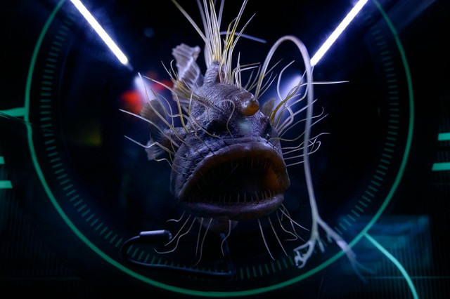 Ilustrasi mitos ikan anglerfish di lautan. Foto: Pexels.com/Meri Verbina