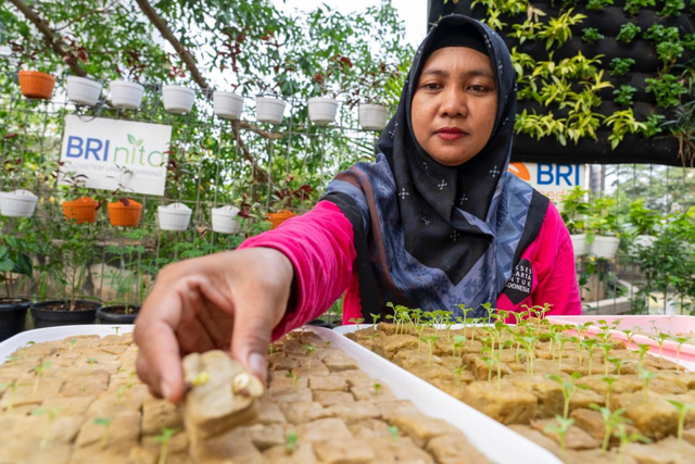 Program BRI Bertani di Kota (BRInita) dalam membangun ekosistem urban farming berkelanjutan di wilayah perkotaan padat penduduk. Foto: Dok. BRI