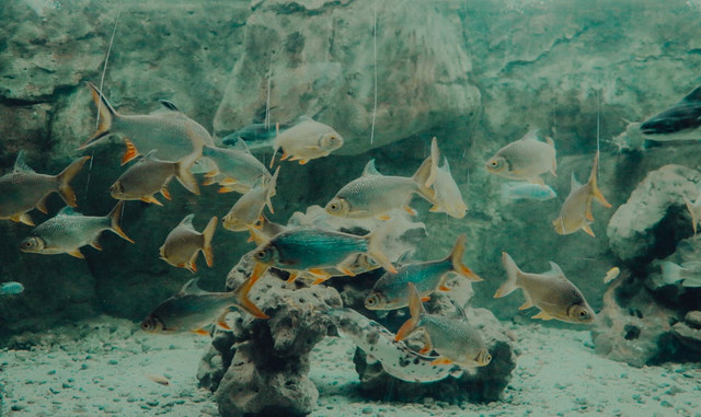 Ilustrasi Mitos Ikan Seluang Kalimantan,Foto:Pexels/yunszyveli