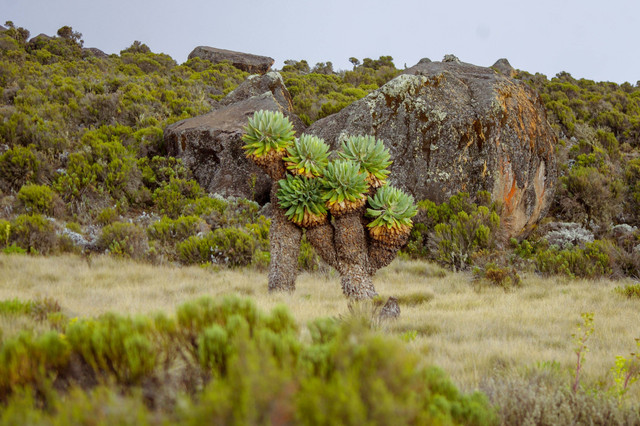 Giant groundsel, tanaman aneh yang hanya tumbuh di Gunung Kilimanjaro, Afrika. Foto: Shutterstock