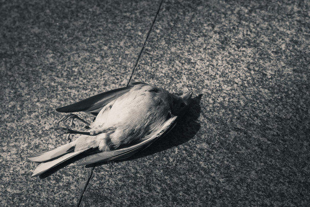 Ilustrasi untuk mitos menabrak burung saat naik motor. Foto: Unsplash/Mihail Tregubov