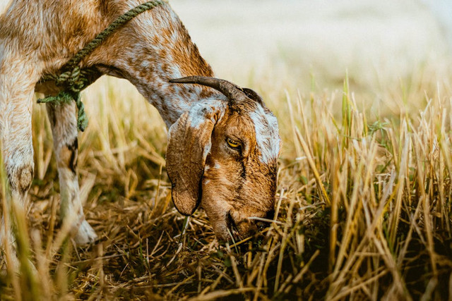 Ilustrasi Tips Mengempukkan Daging Kambing. Pexels/Sandaru Muthuwadige