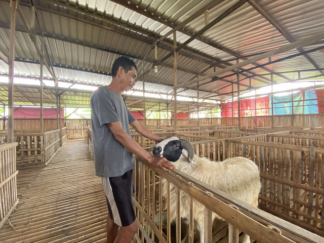 Ribut Atmaji bersama domba yang ia rawat. Foto: Resti Damayanti/Pandangan Jogja