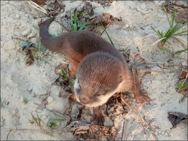 Penemuan kembali berang-berang cakar kecil Asia (Aonyx cinereus), spesies berang-berang terkecil di dunia, di Nepal. Foto: Rajeev Chaudary via IUCN/SSC Otter Specialist Group Bulletin