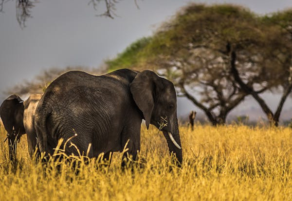 Ilustrasi urutan nonton Ice Age. Foto: Pexels.com/Follow Alice