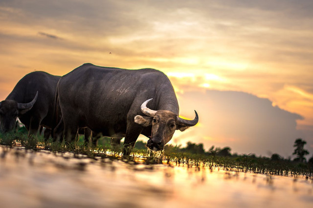 Ilustrasi Cara Hilangkan Bau Daging Kerbau. Pexels/Pixabay