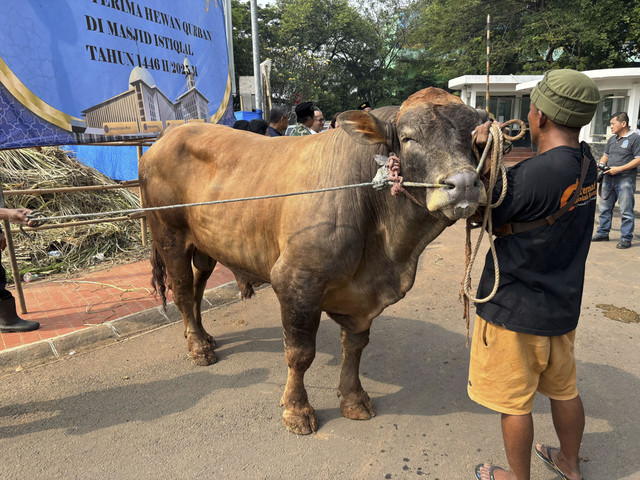 Sapi seberat 900 Kg bernama Belitung diserahkan kepada Masjid Istiqlal dari Gereja Katedral. Foto: Abid Raihan/kumparan