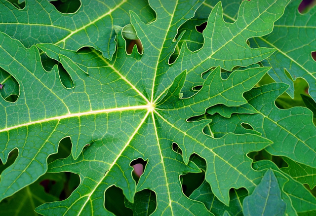 Ilustrasi cara melunakan daging kambing dengan daun pepaya. Sumber: Pixabay/ignatonosbg