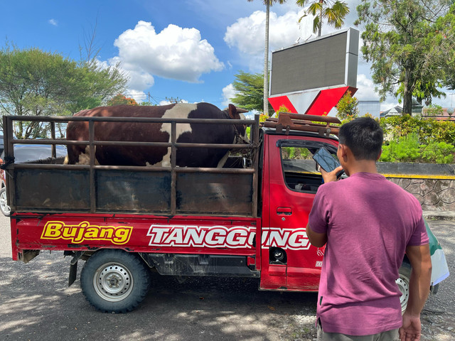 Sapi kurban jenis Simental dengan berat 900 kilogram yang merupakan bantuan dari Presiden untuk masyarakat Desa Dak Jaya, Kecamatan Binjai Hulu. Foto: Yusrizal Bota/Hi! Pontianak
