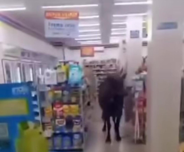 Potongan video saat sapi masuk ke minimarket di Palembang. Foto : Istimewa