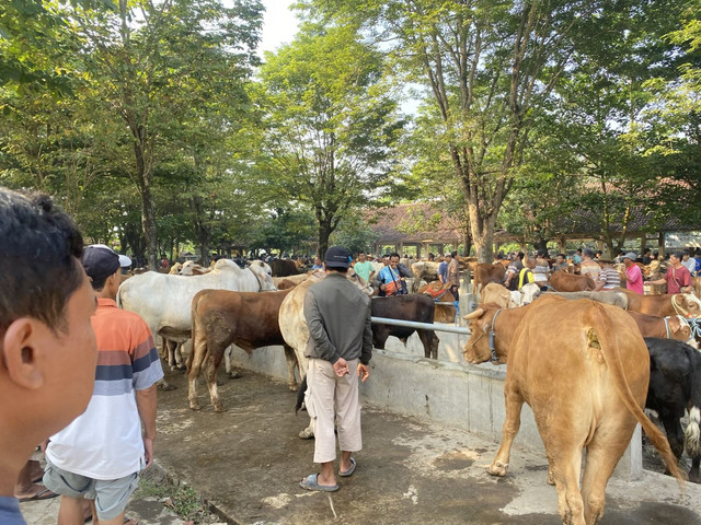 Suasana Pasar Hewan Ambarketawang jelang Iduladha. Foto: Resti Damayanti/Pandangan Jogja