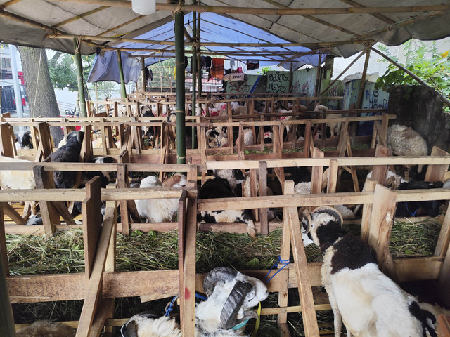 Domba-domba Garut yang dijualbelikan di Jalan Lembah Neundeut, Sarijadi, Kota Bandung, Jawa Barat, Kamis (5/6/2025). Foto: Alya Zahra/kumparan 